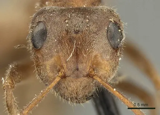 Formica francoeuri - CASENT0915635