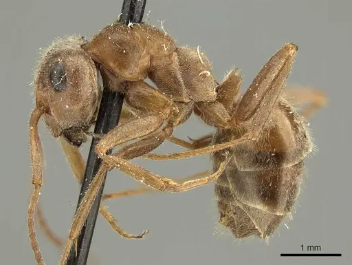 Formica francoeuri - CASENT0915635