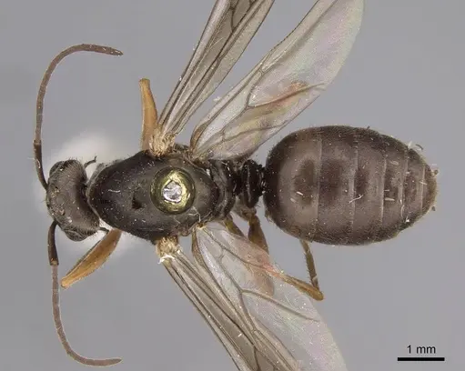 Formica francoeuri - CASENT0923042