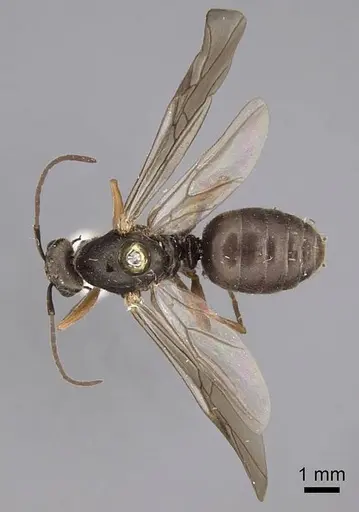 Formica francoeuri - CASENT0923042