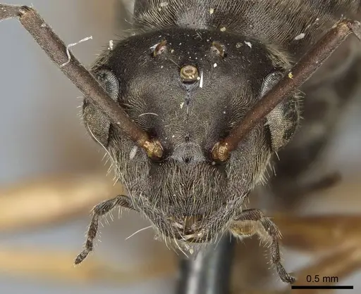 Formica francoeuri - CASENT0923042