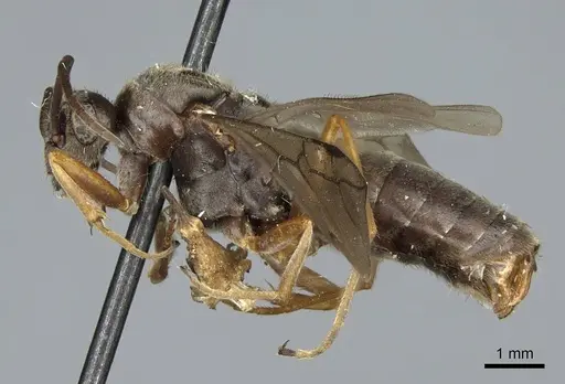 Formica francoeuri - CASENT0923042