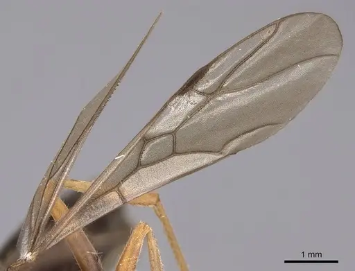 Formica francoeuri - CASENT0923042