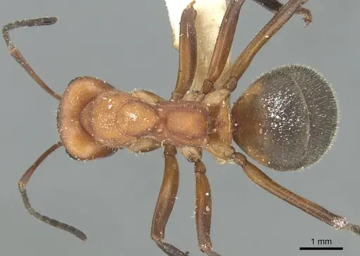 Formica frontalis specimen