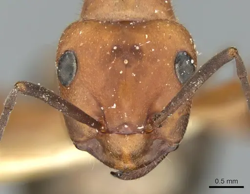 Formica frontalis specimen