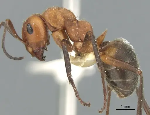 Formica frontalis specimen