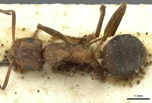 Formica frontalis - CASENT0912253