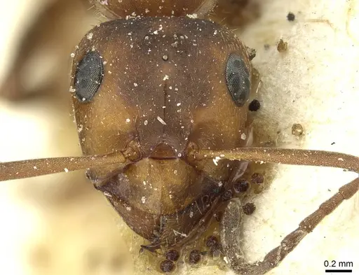 Formica frontalis - CASENT0912253