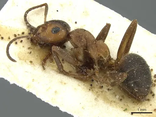 Formica frontalis - CASENT0912253