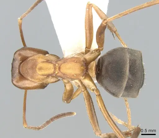 Formica fukaii specimen