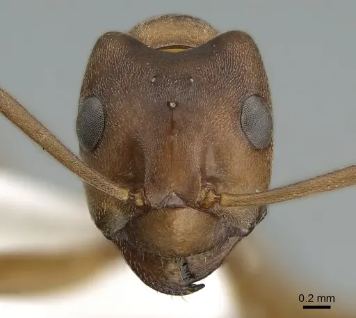 Formica fukaii specimen