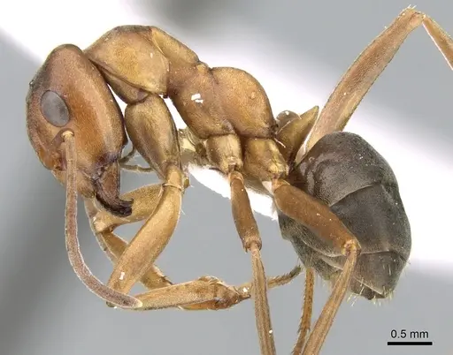 Formica fukaii specimen