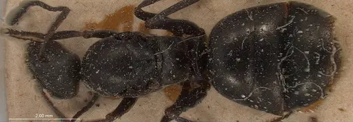 Formica fusca specimen