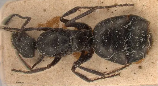 Formica fusca specimen