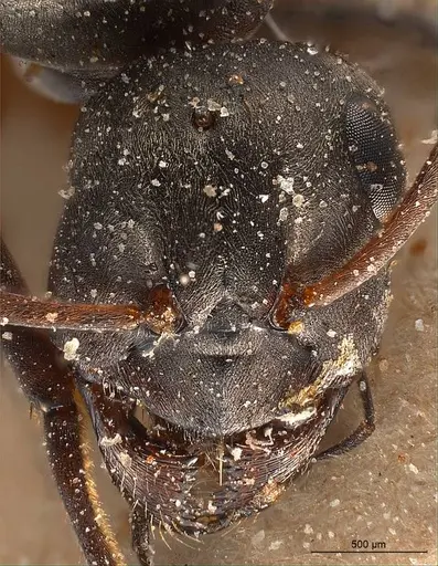 Formica fusca - ANTWEB1008409