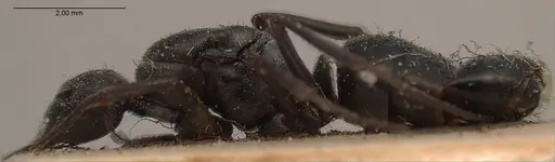 Formica fusca - ANTWEB1008409