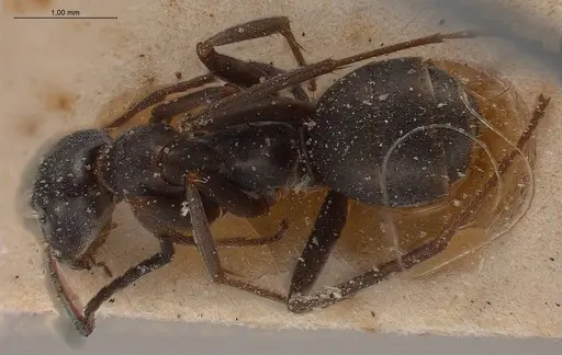 Formica fusca - ANTWEB1008410