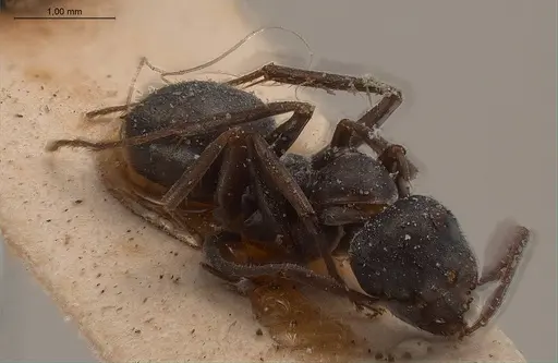 Formica fusca - ANTWEB1008410