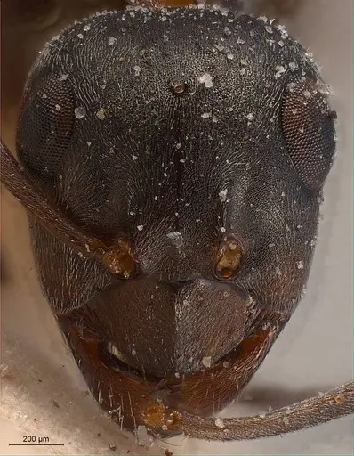 Formica fusca - ANTWEB1008410