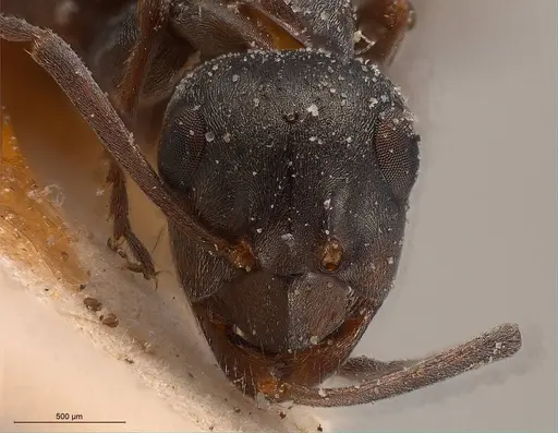 Formica fusca - ANTWEB1008410
