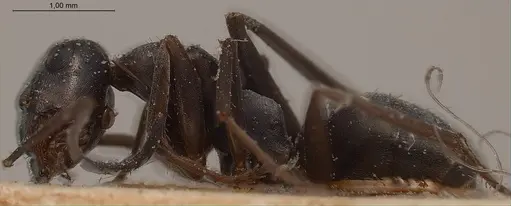 Formica fusca - ANTWEB1008410