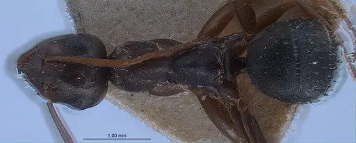 Formica fusca - ANTWEB1008425