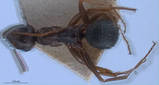 Formica fusca - ANTWEB1008425