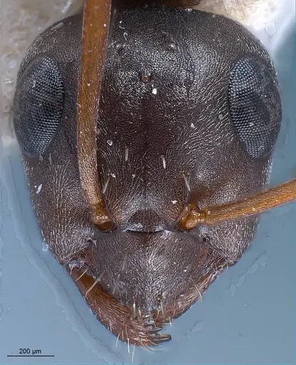 Formica fusca - ANTWEB1008425