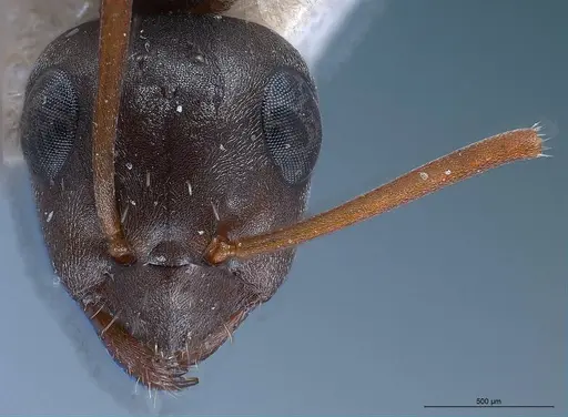 Formica fusca - ANTWEB1008425