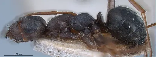 Formica fusca - ANTWEB1008425