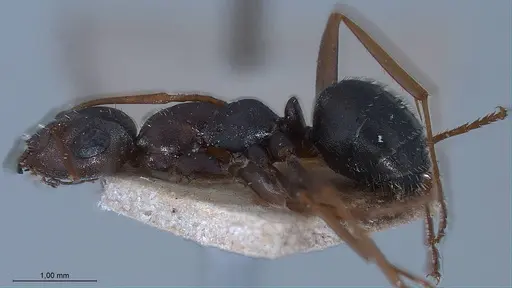 Formica fusca - ANTWEB1008425