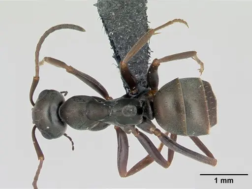 Formica fusca - CASENT0173170