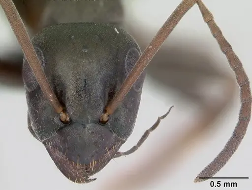 Formica fusca - CASENT0173170