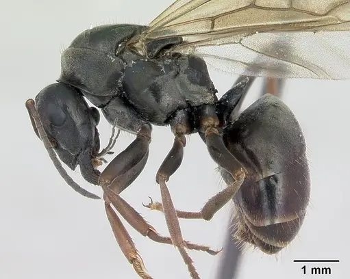 Formica fusca - CASENT0173171