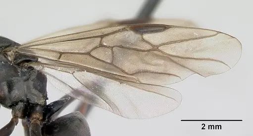 Formica fusca - CASENT0173171