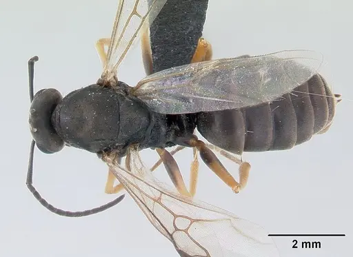 Formica fusca - CASENT0178770