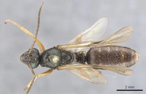 Formica fusca - CASENT0903269