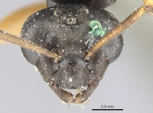 Formica fusca - CASENT0903269