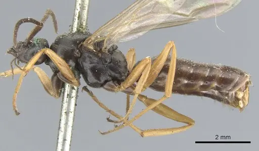 Formica fusca - CASENT0903269