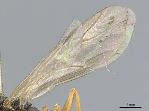 Formica fusca - CASENT0903269