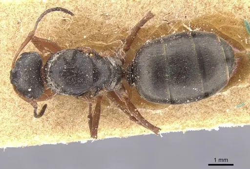 Formica fusca - CASENT0912259