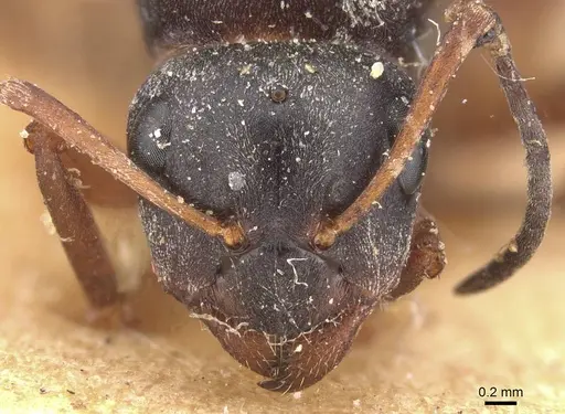 Formica fusca - CASENT0912259