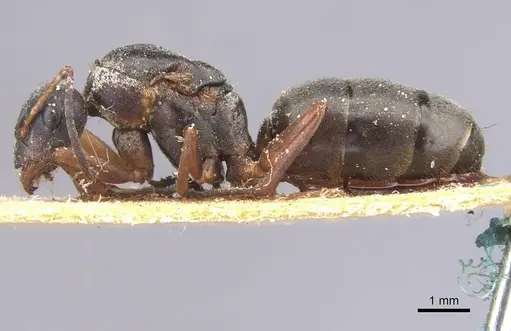 Formica fusca - CASENT0912259