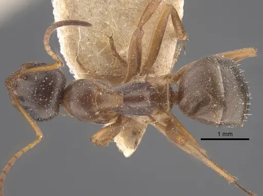 Formica fusca - CASENT0917337