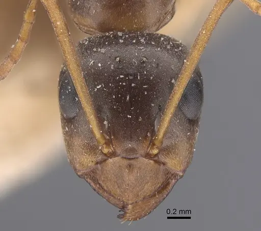 Formica fusca - CASENT0917337