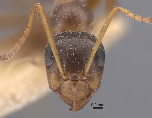 Formica fusca - CASENT0917337