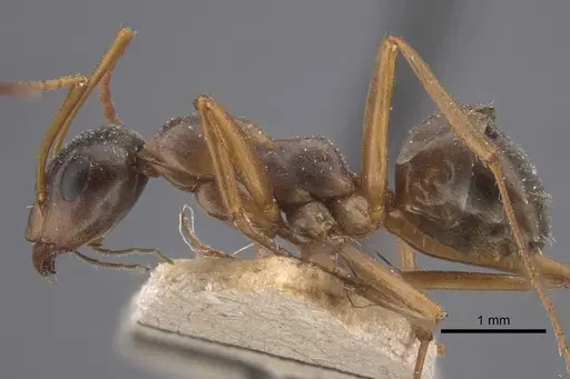 Formica fusca - CASENT0917337