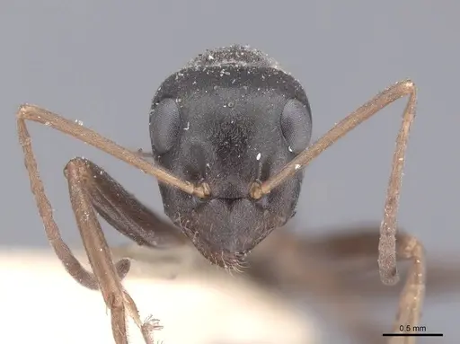 Formica fusca - FMNHINS0000046280