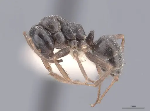 Formica fusca - FMNHINS0000046280