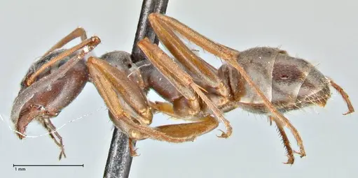 Formica fusca - FOCOL2746